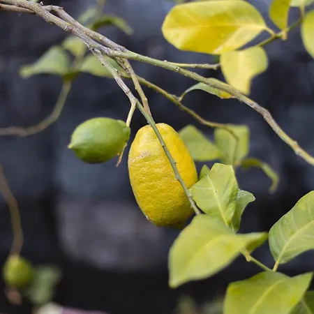 Casa Melian וילה